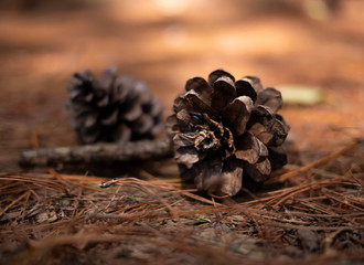 Two pine cones fallen on the ground in the forest in a summer day. Relaxation travel concept.