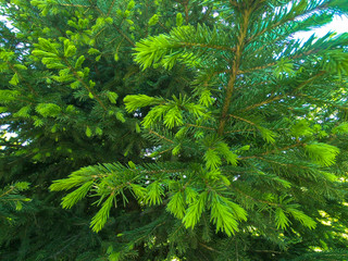 Christmas tree with young bright green tips. Young fir buds. Natural evergreen background.