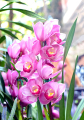 Pink cymbidium orchid flower on spike, beautiful flowery pattern, pink orchid flower farm, pink...