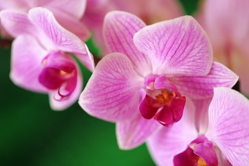 Fototapeta premium Orchidea. Różowa orchidea makro na jasnozielonym niewyraźne tło. Kwiatowy charakter tła. Phalaenopsis kwiaty troskliwe