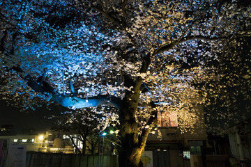 日本の東京北区のライトアップされた桜　無人