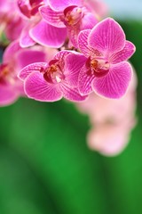 Fototapeta na wymiar Orchid flower. purple orchid macro on a green blurred background. Floral macro nature background.Orchids flowers phalaenopsis 