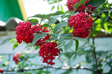 A branch of Elderberry red (Sambucus racemosa) with ripe berries on the background of a wooden fence in the village in the summer.