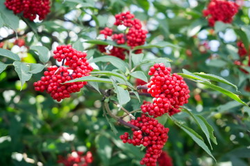 Elderberry red (Sambucus racemosa) on the branch against green foliage.