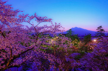 Obraz na płótnie Canvas 桜の弘前城　日本で最も美しい桜の城