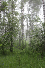 early morning in the misty magic green forest covered with dew and haze among the trees