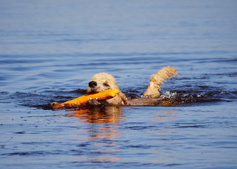 Standard poodle swimming on dog rescue service water training. Playing with an orange fetching toy in a lake  on a sunny summer day in Finland.