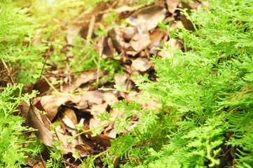 Naklejka na ściany i meble fern leaves natural background