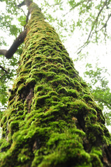 Fototapeta premium green moss on tree bark