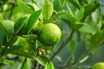 orange on tree