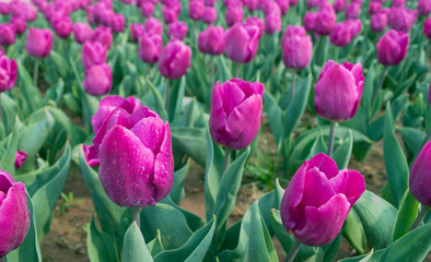 pink tulips in the garden