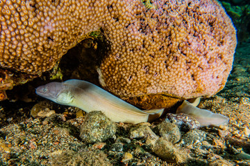 Moray eel Mooray lycodontis undulatus in the Red Sea, eilat israel