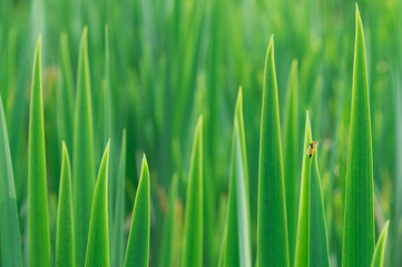 green grass with water drops