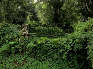 Obraz premium la selva invade las ruinas de una iglesia