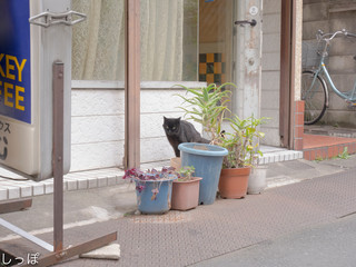 日光の下のやせた黒猫