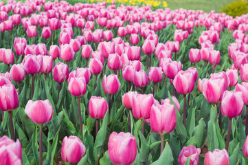 field of pink tulips