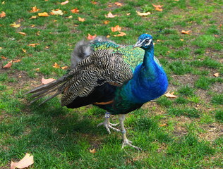 Obraz premium Beautiful and colourful peacock close up with falling leaves background.