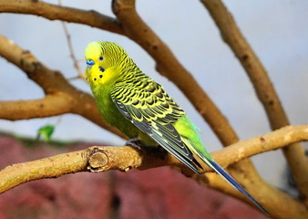 Small colorful parrot on the branch close up.
