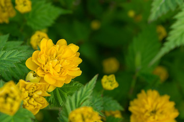 yellow flowers in garden