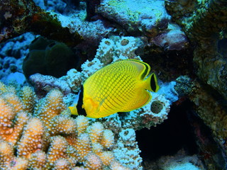 Naklejka na ściany i meble The amazing and mysterious underwater world of Indonesia, North Sulawesi, Bunaken Island, coral fish