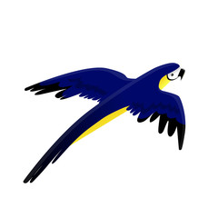 flying bright blue-yellow parrot macaw vector image