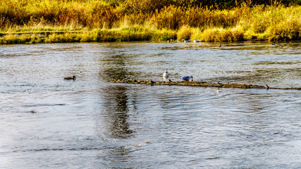Seagulls scavaging on spawning salmon in the Stave River downstream of the Ruskin Dam at Hayward Lake near Mission, British Columbia, Canada 