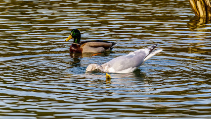 Seagulls scavaging on spawning salmon in the Stave River downstream of the Ruskin Dam at Hayward Lake near Mission, British Columbia, Canada 