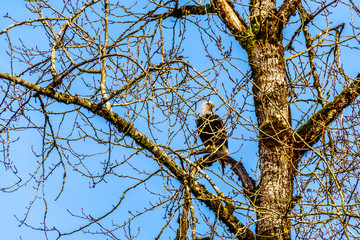 Mature Bald Eagle sitting in a tree watching for spawning salmon in the Stave River downstream of the Ruskin Dam at Hayward Lake near Mission, British Columbia, Canada