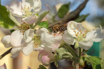 Awakening in nature spring flowering plants.