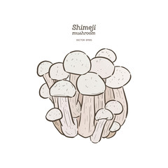 Hand drawing a gourmet mushroom Shimeji.