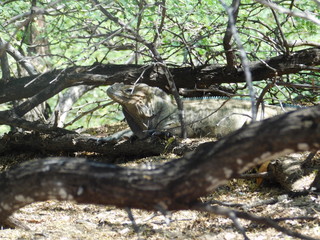 Dunas, iguana rinoceronte dunas de Baní en República Dominicana