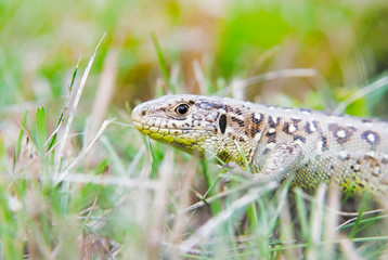 garden lizard