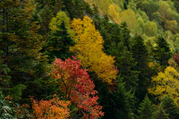 Fototapeta premium photo