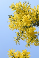 美しいミモザの花と青空、クローズアップ