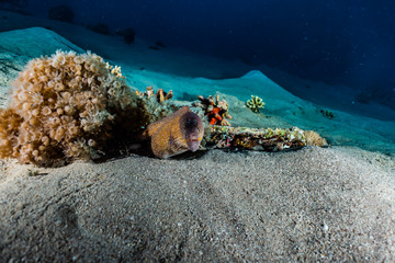 Moray eel Mooray lycodontis undulatus in the Red Sea, eilat israel