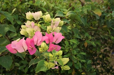 Pink Bougainvillea bouquet blooming on the tree with green leaves look colorful and beautiful ,Huahin Thailand.