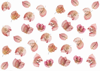 flat pressed dried flower pattern isolated on white background