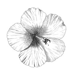 flower isolated on white background