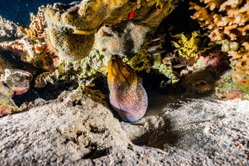 Moray eel Mooray lycodontis undulatus in the Red Sea, eilat israel