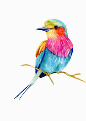 Lilac-breasted roller