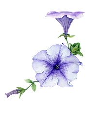 Tender petunia with bud and leaves