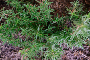 Green leaf background.
