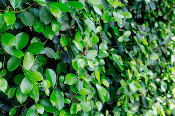 Fototapeta na wymiar Green leaf background.
