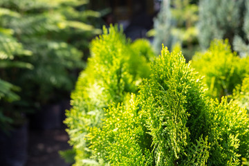 Green leaf background.