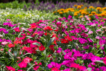 Fototapeta premium Beautiful colorful flower background.