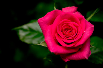 Single Pink Rose Flower Isolated on Black Background