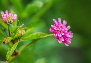 Persian clover pink flowers baclground