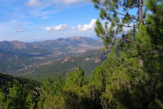 The mountains covered with coniferous trees, Corsica