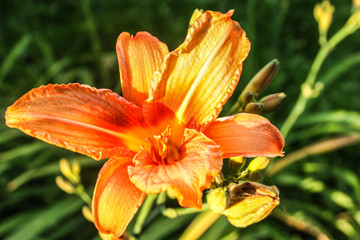 blooming orange Lily in the summer