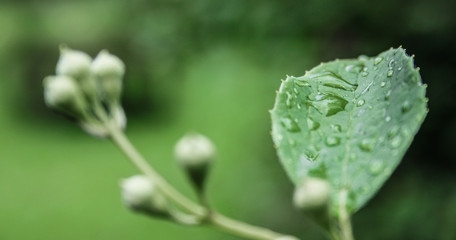 large drops of dew on a green leaf on a summer morning